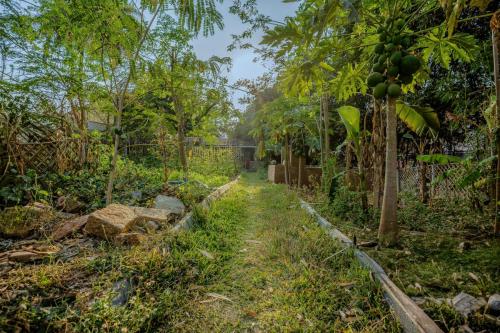 Vegetable garden