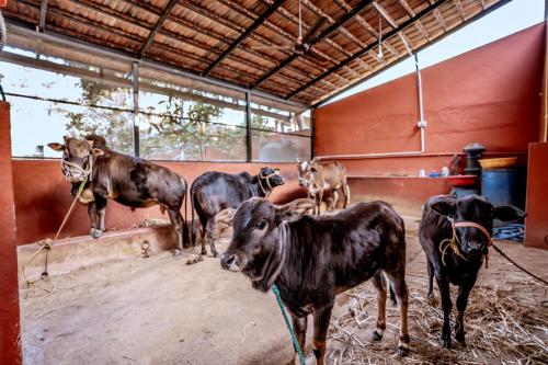 Desi cows in goshala